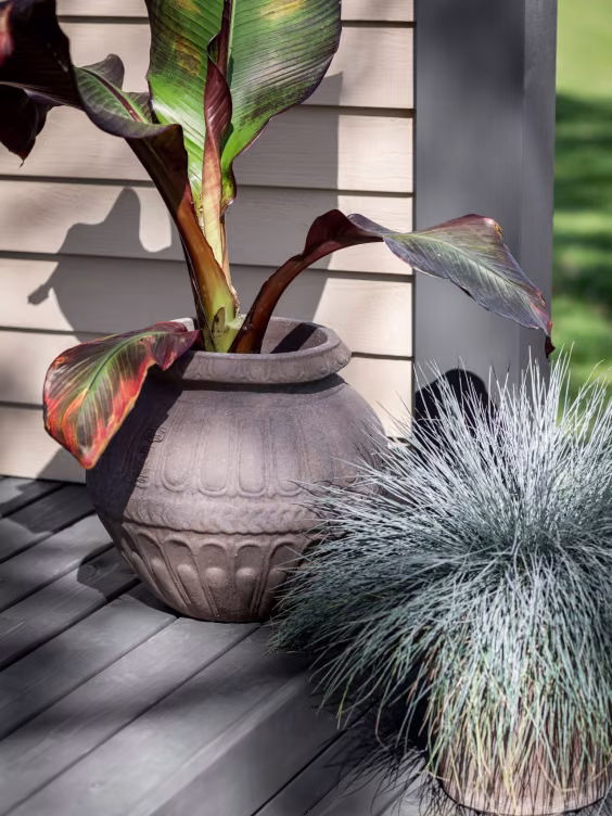 plants on grey garden deck