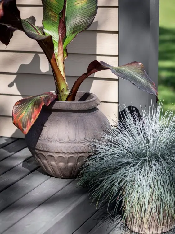plants on grey garden deck