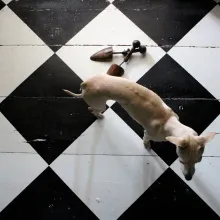 Toņu karte grīdām